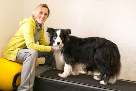 VitaliTier - Tiertherapie Schurig - Physiotherapie, Osteopathie & Hundefitness und Training - Gräfelfing